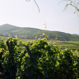 Domaine Meyer-Fonn : vente des vins d'Alsace (grands crus, riesling, gewurztraminer, pinot gris, pinot noir, pinot blanc, vendange tardive, slection de grains nobles, cremant)